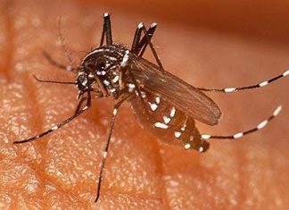 Symptoms of Malaria Fever What to eat and what not to eat? Symptoms of Malaria Fever What to eat and what not to eat?
