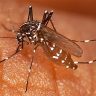 Symptoms of Malaria Fever What to eat and what not to eat?