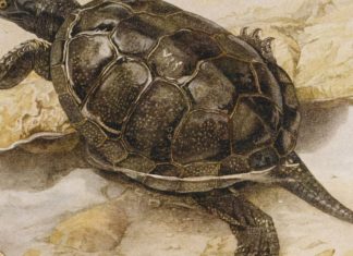 The European pond turtle is trying to reclaim its place in Alsace Disparues il y a un siècle et demi d'Alsace, les tortues cistudes d'Europe jouent un rôle central pour les écosystèmes.