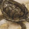 Disparues il y a un siècle et demi d'Alsace, les tortues cistudes d'Europe jouent un rôle central pour les écosystèmes.