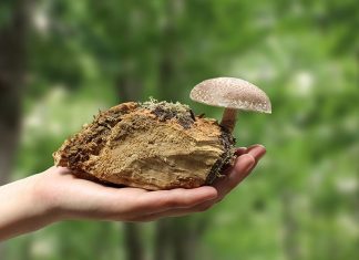 The mushroom, future star of the ecological transition Shiitaké produit par la start-up de micothérapie Hifas da Terra en Espagne.