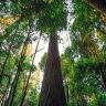 Those found close to the world's tallest tree will be fined 4 lakhs