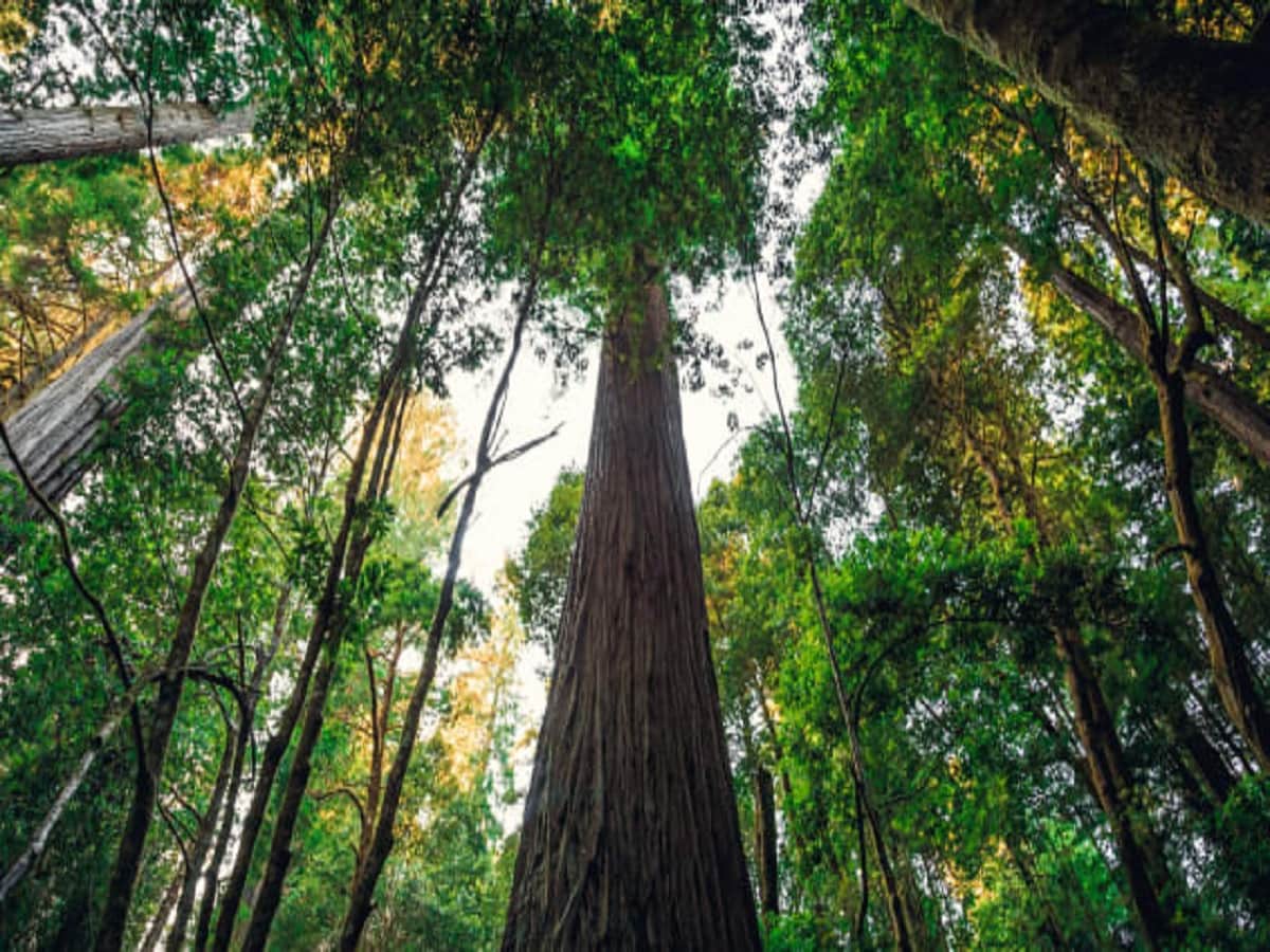 Those found close to the world's tallest tree will be fined 4 lakhs
