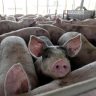US scientists succeed in restoring function of cells and organs in dead pigs