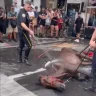 VIDEO: What kind of cruelty comes with a horse?  The animal fainted from the heat, the owner lashed out