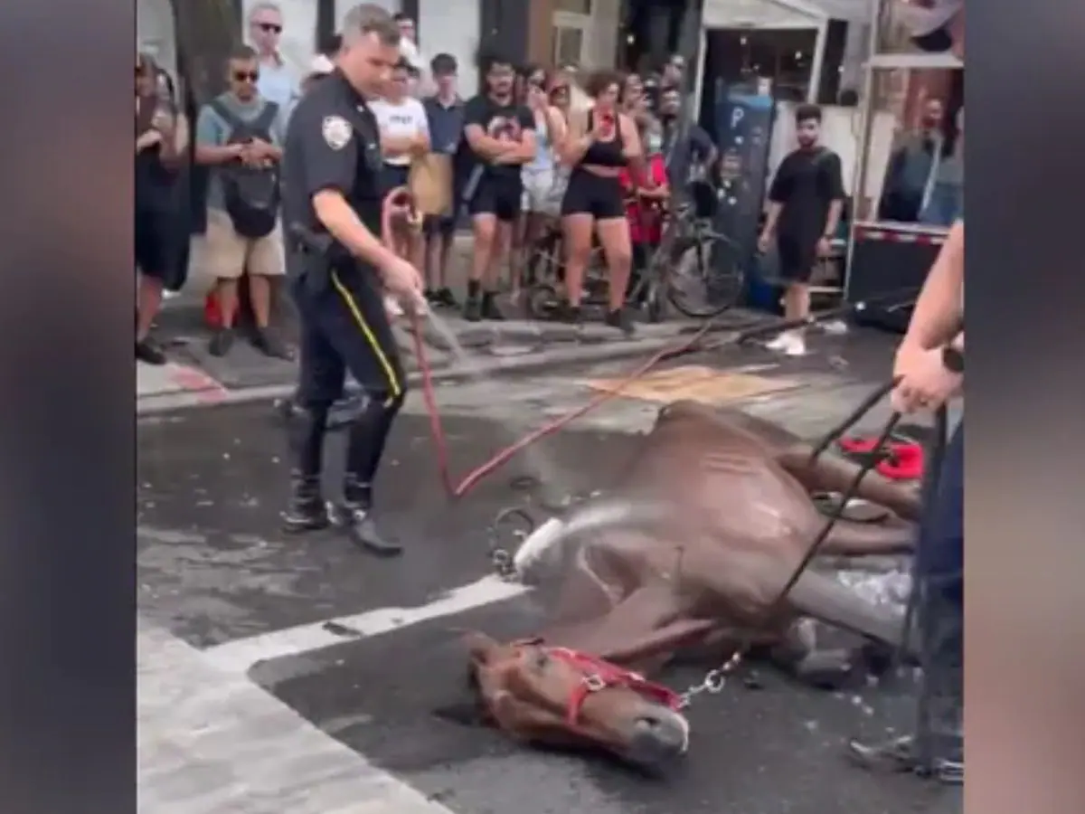  VIDEO: What kind of cruelty comes with a horse?  The animal fainted from the heat, the owner lashed out


