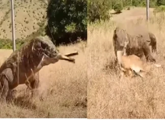 Viral trending video of dragon swallow deer within a minute goes viral JMP viral;सरपटत आलेल्या घोरपडीनं खाल्लं हरणाच पिल्लू... Video ची एकच चर्चा