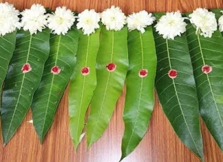 Why only mango leaves are used in worship and worship, know the reason behind it शुभ कार्यात फक्त आंब्याच्या झाडाचीच पानं का वापरतात; तुम्हाला माहितीये का कारण?