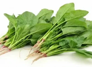 health tips be careful with spinach eaters, there may be big loss sz Health Tips : पालक खाणाऱ्यांनो सावधान! होऊ शकते मोठे नुकसान, जाणून व्हाल थक्क!