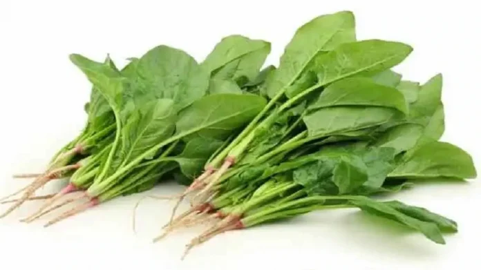 health tips be careful with spinach eaters, there may be Health Tips : पालक खाणाऱ्यांनो सावधान! होऊ शकते मोठे नुकसान, जाणून व्हाल थक्क!