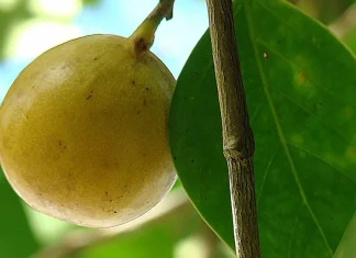 Health advice: Never try to eat this fruit, otherwise you will suffer the consequences Health advice: Never try to eat this fruit, otherwise you will suffer the consequences