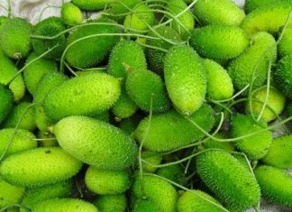 Health benefits of bottle gourd also known as Kantola in India Health Benifits : या भाजीत आहेत 20 पेक्षा जास्त पोषक तत्त्वं, खाल तर निरोगी राहाल...