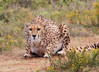 Madhya Pradesh Kuno National Park Asha Cheetah may be pregnant ABN मध्य प्रदेशातील Cheetah देणार Good News; देशात चित्त्यांची संख्या वाढण्याची 'आशा'