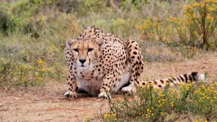 मध्य प्रदेशातील Cheetah देणार Good News; देशात चित्त्यांची संख्या वाढण्याची &#039;आशा&#039;