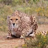मध्य प्रदेशातील Cheetah देणार Good News; देशात चित्त्यांची संख्या वाढण्याची 'आशा'