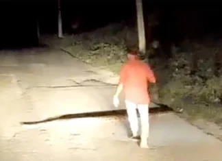 Man picked up huge snake, viral video trending on social media nmp गाडीसमोर आला महाकाय साप पकडताच पुढे जे झाले ते पाहून तुमचाही उडेल थरकाप, पाहा Video