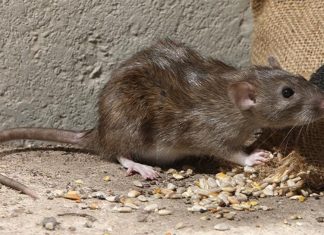 Mice will not be seen in the house, just try these 5 home remedies once; The problem will be gone forever GS Rats Problem: तर उंदीर घरात कधीही दिसणार नाहीत, हे 5 घरगुती उपाय एकदा करुन पाहा; डोकेदुखी कायमची होईल दूर