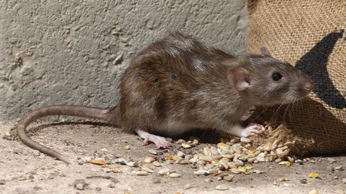 Rats Problem: तर उंदीर घरात कधीही दिसणार नाहीत, हे 5 घरगुती उपाय एकदा करुन पाहा; डोकेदुखी कायमची होईल दूर 