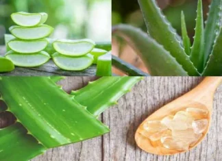 These people should avoid consuming aloe vera, otherwise there can be big side effects. कोरफडाचं सेवन कधी आणि कोणी करू नये? एकदा वाचाच