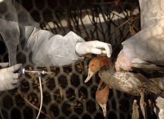 Vaccines: chase with avian flu in the South West En cas de succès, le vaccin n'est pas attendu dans les élevages avant l'automne 2023.