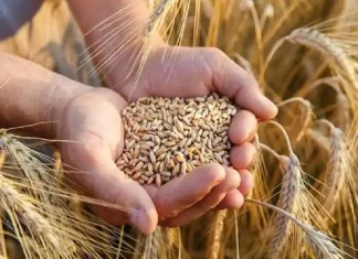 Wheat prices rise by up to 3% on festive demand Wheat prices rise by up to 3% on festive demand