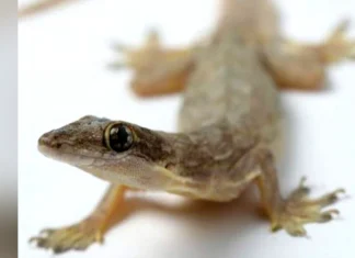 home remedies how to get rid of lizards at home English news घरात झाल्यात पाली, हे घरगुती उपाय केल्याने झटक्यात होतील गायब!
