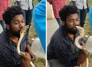 karnataka shivamogga man king cobra video ABN. tries to kiss अंगाशी आली स्टंटबाजी! तरुणाने केला नागाचे चुंबन घेण्याचा प्रयत्न आणि...