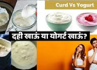 what is the difference between curd and curd kunal kapoor nmp Curd Or Yogurt: तुम्हाला दही खायला आवडतं नाही, मग Yogurt कधी ट्राय केलं आहे का?